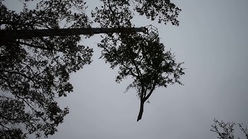 Tree Removal Using Our Crane