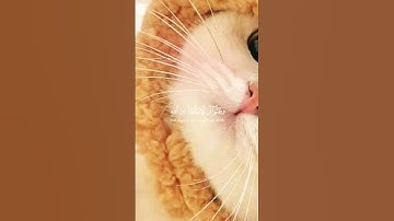 وَضَاقَتْ عَلَيْهِمْ أَنفُسُهم سورة التوبة - الآية 118#الحصري #قرآن