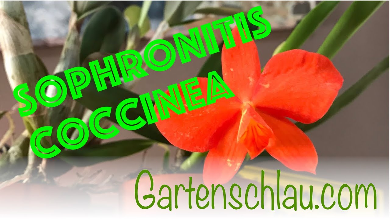 Cattleya coccinea: Warum diese Mini-Orchidee so riesig blüht