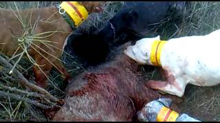 Agarre en Bogarra (DOBLETE) 2ª parte