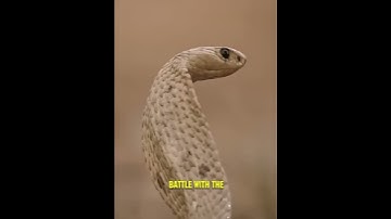 Mongoose Repays Ground Squirrels with Protection! 😱😲
