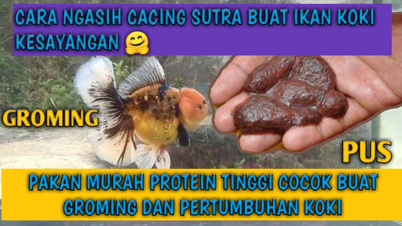 Cara Memberi Pakan Koki Dengan Cacing Sutra || wajib di bersihkan dulu