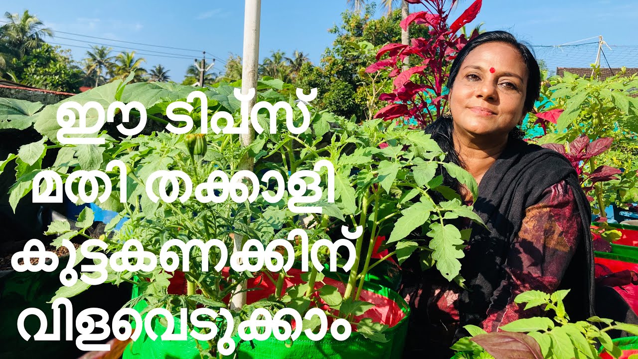 TOMATO ORGANIC | ഇത്ര എളുപ്പമോ തക്കാളി കൃഷി !! |