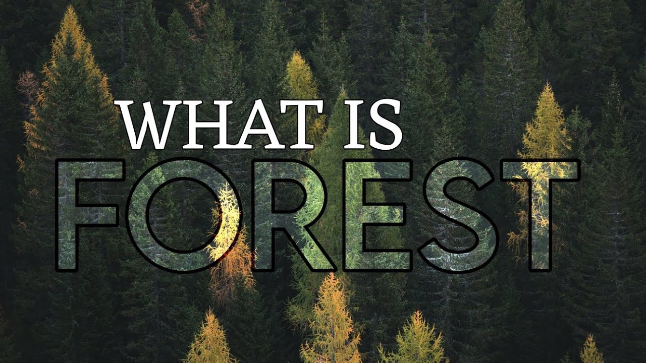 What Is Forest In Two Lines Isha Technical YouTube What Is Forest In Two Lines Isha Technical YouTube