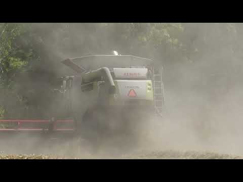 4K/CLAAS 770 LEXION tröskar vete 13 Augusti 2025