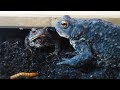 Ozzy Man's Commentary on Hungry Toads