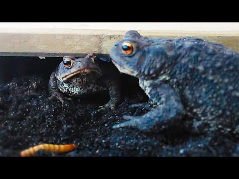 Ozzy Man Reviews: Toads Feasting