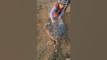 صيد الزرزور من الموسم الطيور رحلة الصياد الشبك صيد العراق الصيد 