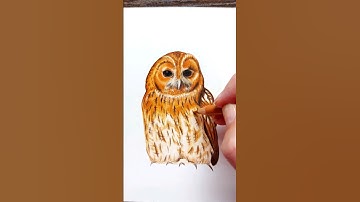 Realistic Owl with Faber-Castell~ #art #realism #fabercastell #artist #watercolor #animals