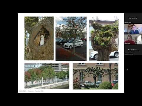 Vidéo: Dégâts au tronc de la gaine : informations et traitement pour un arbre gainé