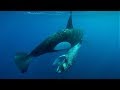 Killer whales hunting a Humpback whale calf and eating its tongue!!!