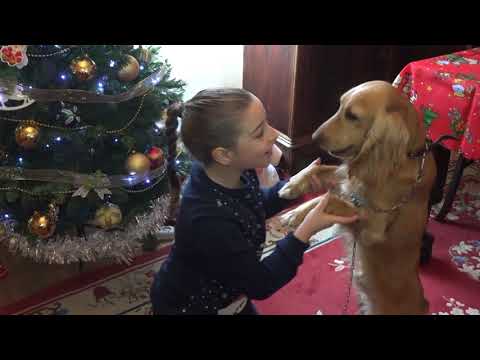 სჯერათ თუ არა  ბედობის ქუთაისში და რატომ იყო ძაღლი წელს ყველაზე სასურველი მეკვლე