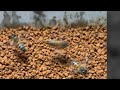 Beekeepers and stingless bee getting bee pollen #honey #beekeeper #beehive #nature #beelove #farm