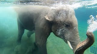 Gajah berenang di Negeri Gajah