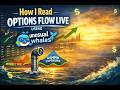 How I Read Options Flow Live Using Unusual Whales
