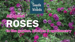 ROSES in the Garden, Kitchen, and Apothecary