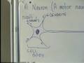 Nervous System A and P Part 1