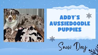 Addy's Aussiedoodle Puppies Snow Day by TN Valley Aussies & Doodles 149 views 3 months ago 2 minutes, 21 seconds