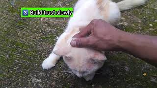 How to Help a Cat Overcome Trauma