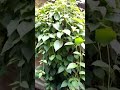 Hii Ni Dawa Ya Maajabu 255653868559 
