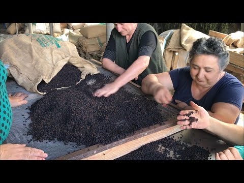 Видео: Растет ли эвкалипт в Грузии?