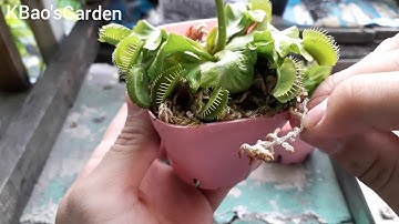 Tập 2 hướng dẫn cách tưới nước cho cây bẫy kẹp ( venus flytrap )
