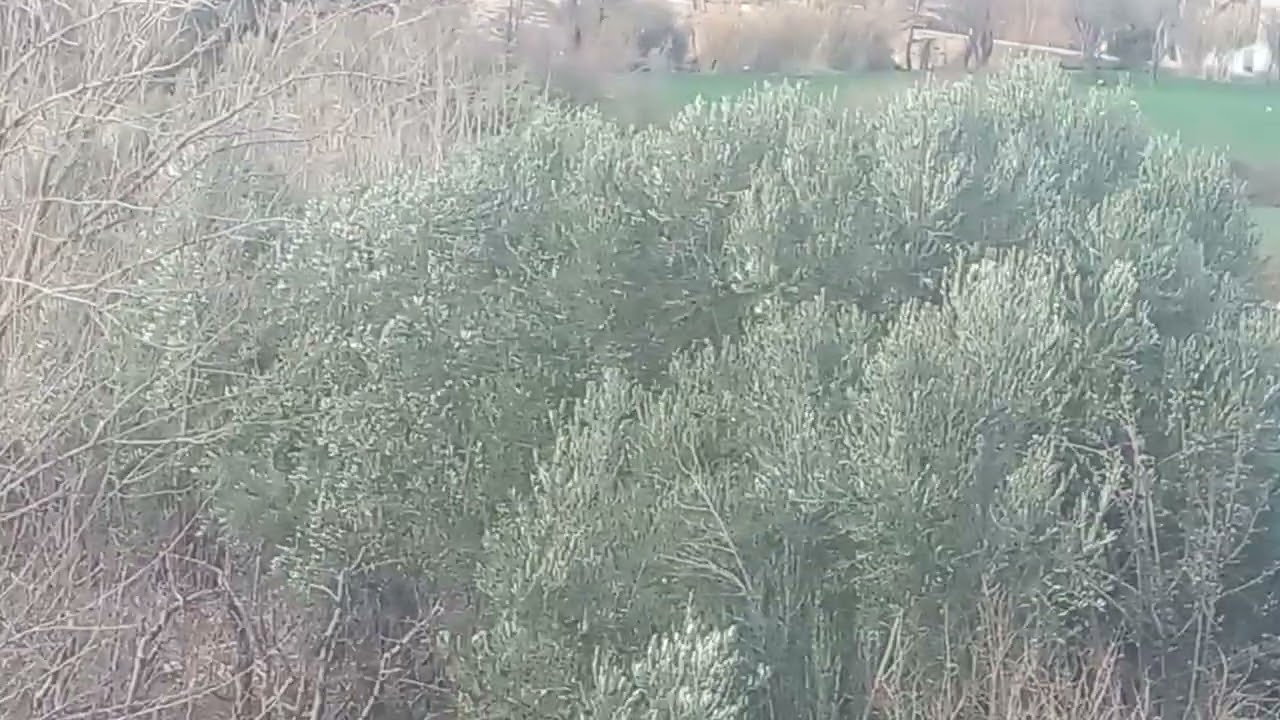 سلام اخواني المشهدين هدي منطقة حشادة دايرة ازرو اقليم افران.  منطقة فلاحيي