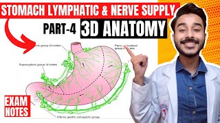 lymphatic drainage of stomach anatomy | nerve supply of stomach anatomy | stomach nerve supply