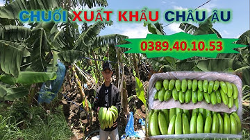 Quy trình đóng gói CHUỐI XUẤT KHẨU CHÂU ÂU