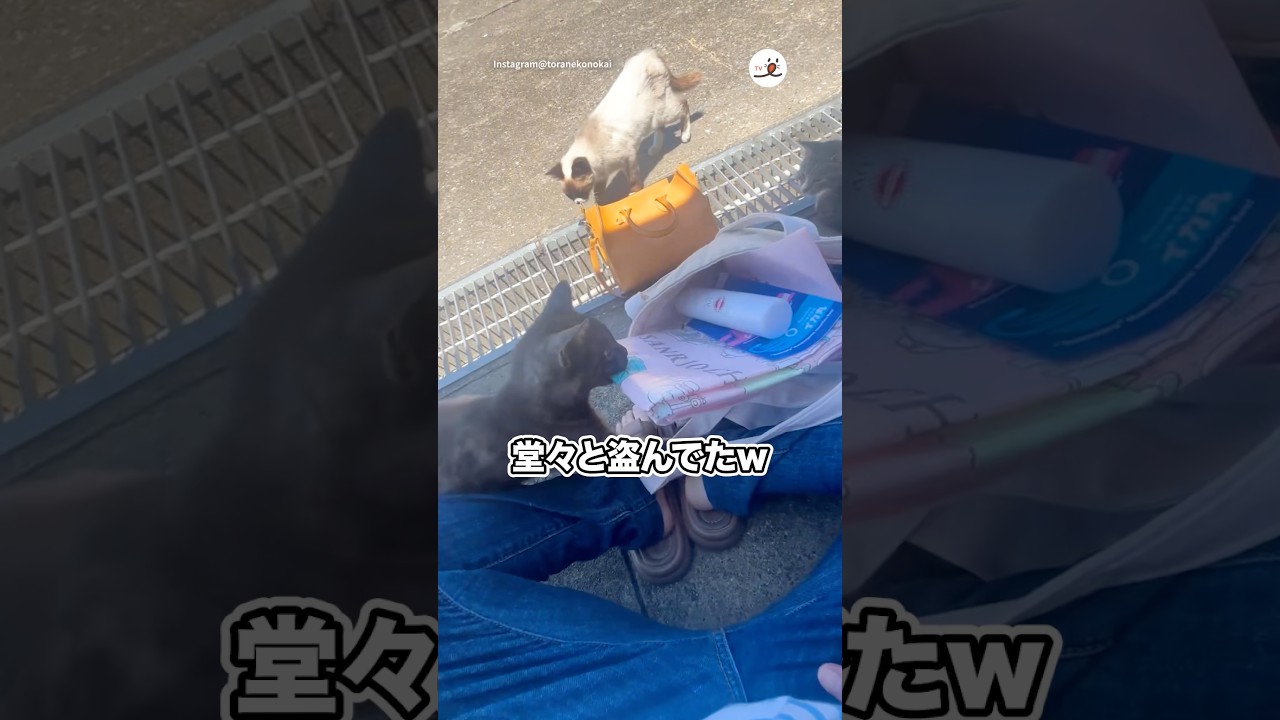 堂々と盗んでたw｜PECO