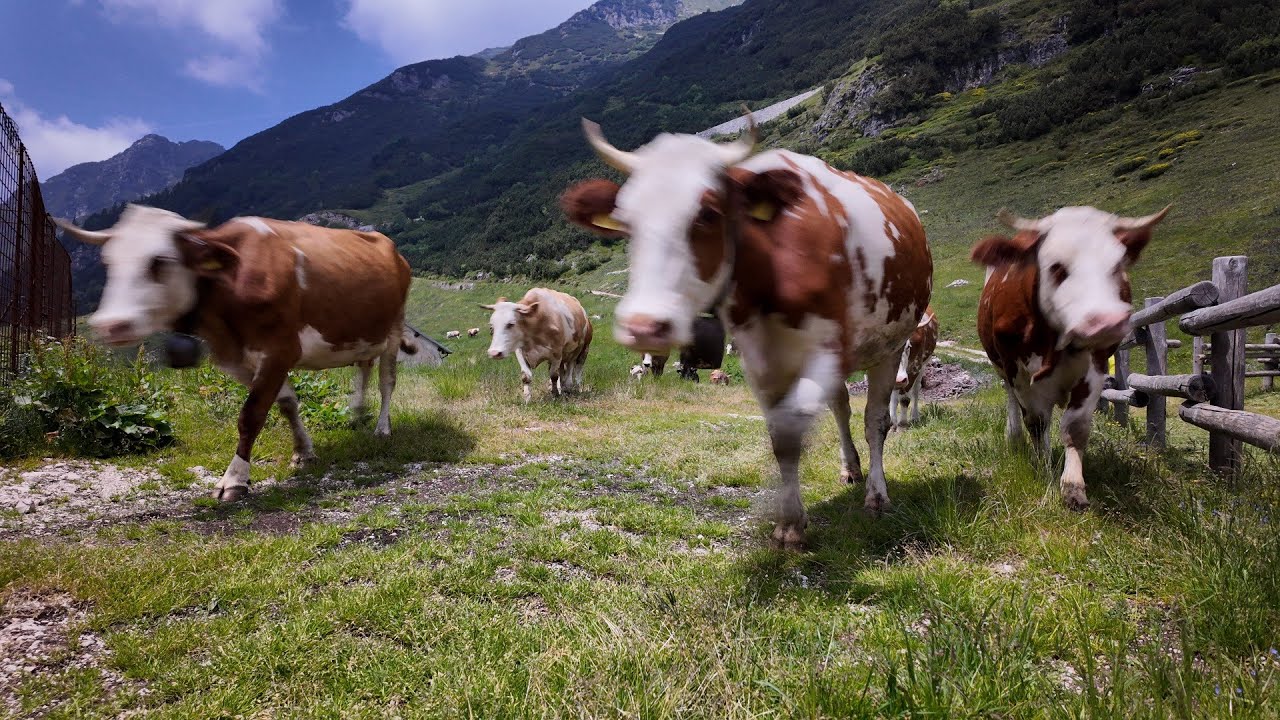 Transumanza con mucca in fuga!