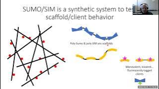 Jeremy Schmit: Principles of structure/function in biomolecular condensates