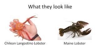 Langostino Lobster Meat vs Maine Lobster Mea