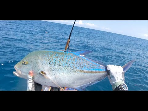 Phenix BD East Coast rod + Avet SX Raptor off Oahu. Bluefin trevally,  pacific bonito & GT action. 