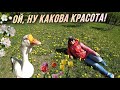 Любопытный ГУСЬ! • Собираю КЛЕЩЕЙ лёжа на траве • Май 2023 / AIDA ASKEROVA