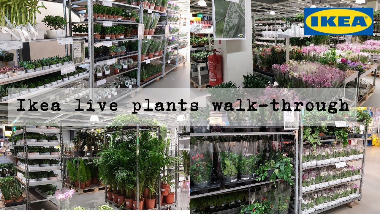 (SUB) Ikea live plants walkthrough Ikea Greenhouse Event, March 2022. YouTube