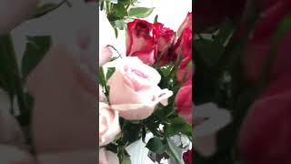 Fresh Flowers Rose Baby Breath Lilies Aster Display More Colors Florist Sabir Ali The Bloom Box Co