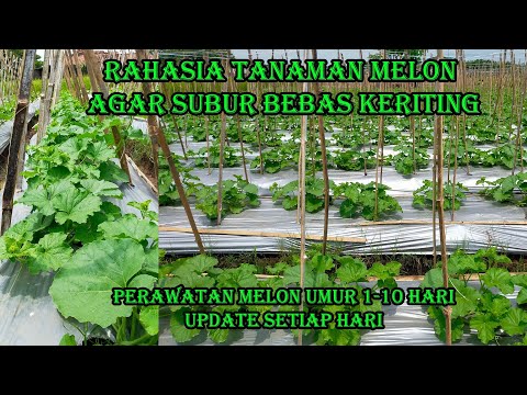 Video: Tanam Kemarin Hari Ini Besok Perdu - Tips Tumbuh Dan Perawatan