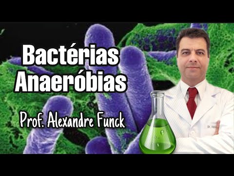 Vídeo: Infecções Bacterianas Anaeróbicas Em Cães