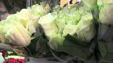 Quali fiori ci sono in Olanda?