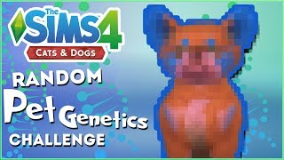 Oh Mr. Wiggles WHY?!  Random Pet Genetics Challenge!!  Experiment #5