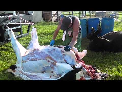 Fast Mobile Steer Slaughter in 15 minutes (Stacey the Rooster)