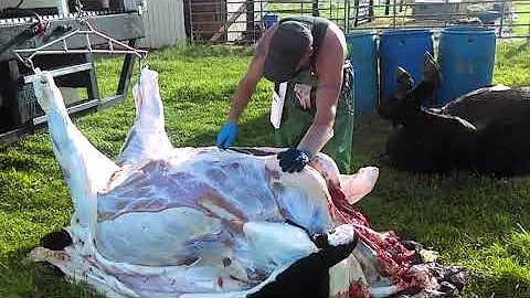 Fast Mobile Steer Slaughter in 15 minutes (Stacey ...