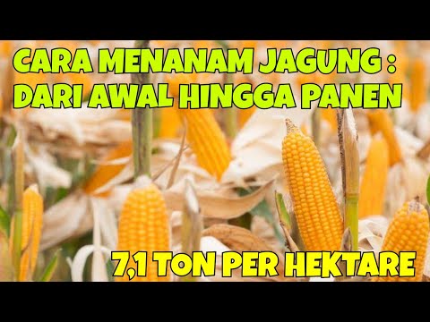 Video: Telinga Jagung Tidak Biasa - Cara Mendapatkan Jagung Untuk Menghasilkan Inti Yang Baik