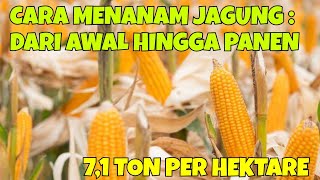 CARA MENANAM JAGUNG : DARI AWAL HINGGA PANEN JAGUNG. PANEN JAGUNG PAKAN CAPAI 7,1 TON PER HEKTARE