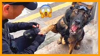 When God Sends You the Funniest Police Dog on Earth 😂 Funny Dogs Videos 2026
