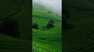 Ob-La-Di, Ob-La-Da - Happy Nature Music