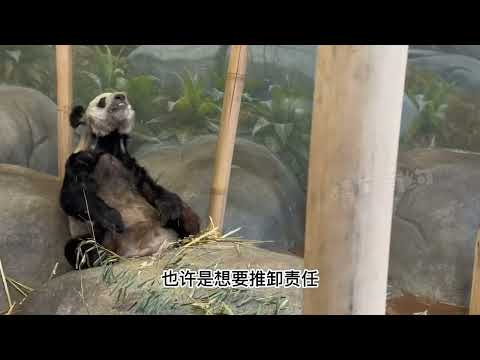 最可爱动物的一天！