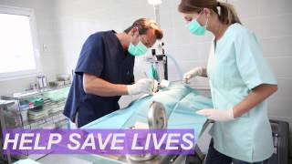 Veterinary Assistant Program | ABC