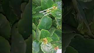 Kalanşo Çiçeği Bakımı